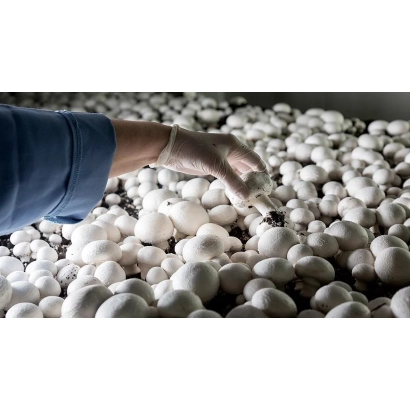 Рука в перчатке собирает белые грибы на фоне гряд с торфяным покрытием для выращивания болеелов. - Торфовий покрив для вирощування печериць, удобрение