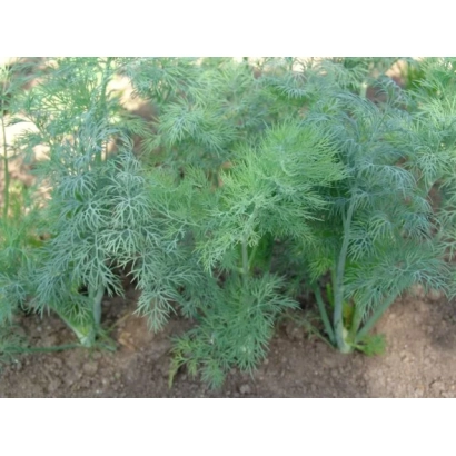 Свежая зелень укропа на грядке - Амазон