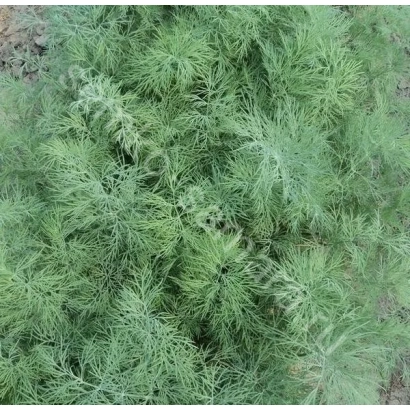 Зеленые листья укропа на земле - АМБРЕЛЛА