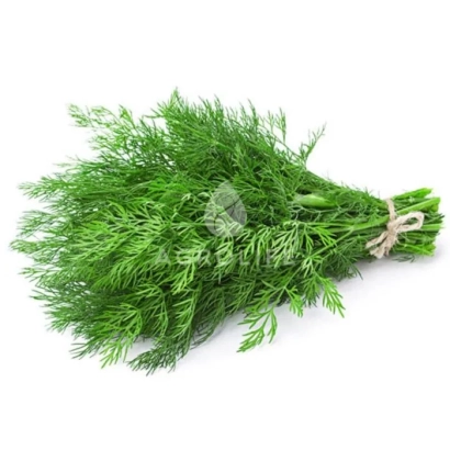 Свежий укроп на белом фоне - Брум