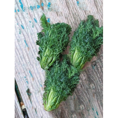 Свежий укроп на деревянной поверхности - БУШМЕН