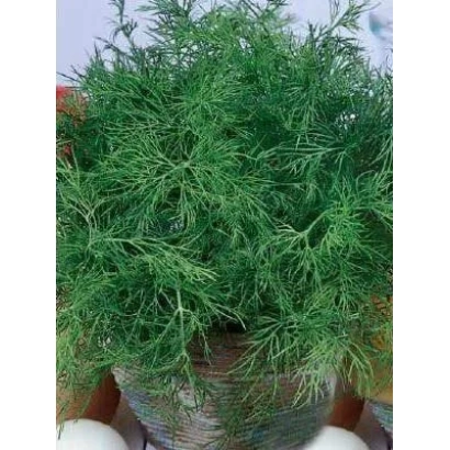 Свежий укроп в горшке - ДАЛЬНИЙ