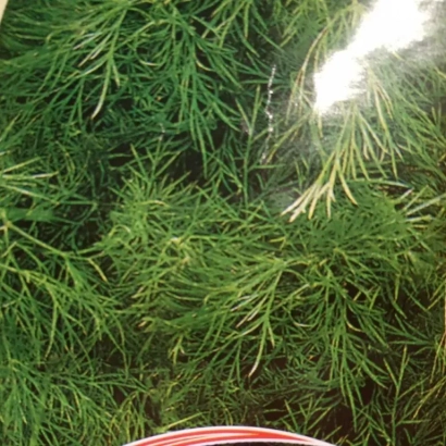 Свежая зелень укропа - Деликатесний