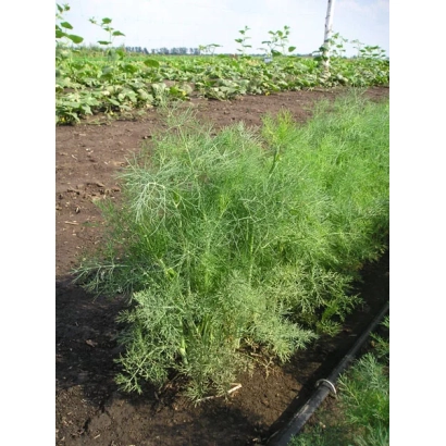 Поле с растущим укропом - ДИЛЛ