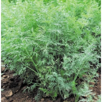 Растение укроп на грядке - Гладиатор