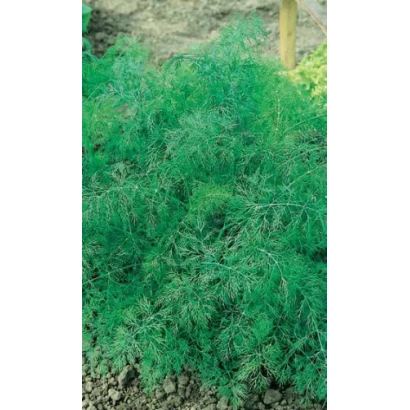 Кустистый укроп на грядке