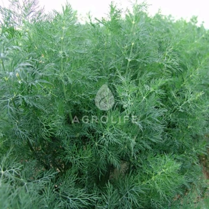 Растение укроп с логотипом AGROLIFE - Мораван
