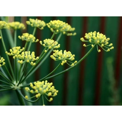 Свежий укроп с зелеными соцветиями на фоне - Пахучий (столовый) / Пахучий