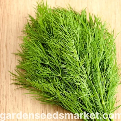 Свежая зелень укропа на деревянной поверхности - ТУРКУС