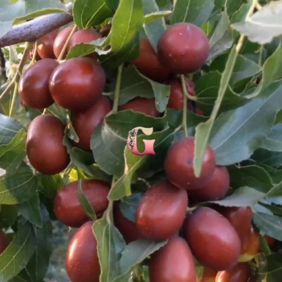 Свежие плоды унаби на ветке с листьями - Цукерковый