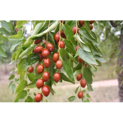 Синит | SINIT — ягоды унаби на ветке с зелёными листьями