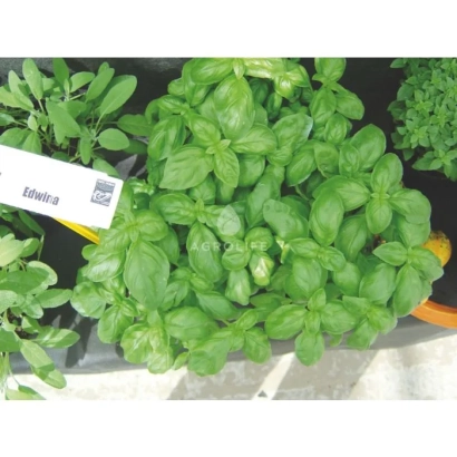 Plant with vibrant green foliage and a white label reading Edwina