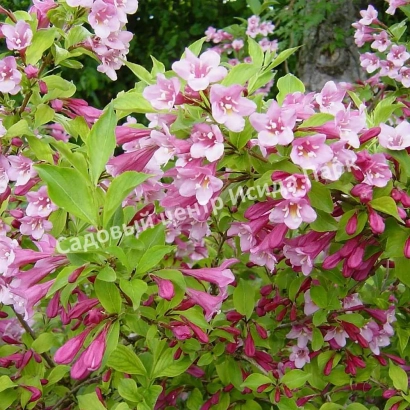 Цветущая вейгела розового цвета на фоне зелени, логотип Садовый центр Искра - Яблоневый Цвет