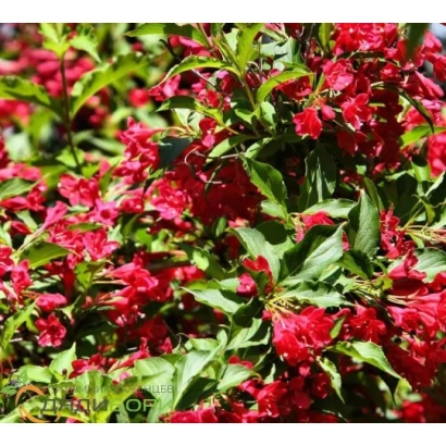 Кущ Вейгела з яскраво-червоними квітами - Барбара