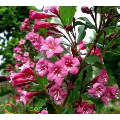 Цветущая розовая вейгела на фоне зелени - Малиновый Звон