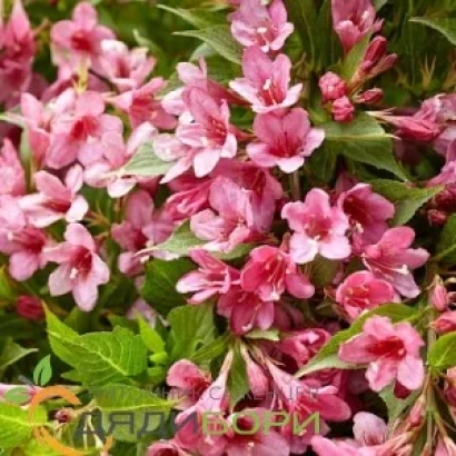 Цветущий куст вейгелы Машенька с розовыми цветами