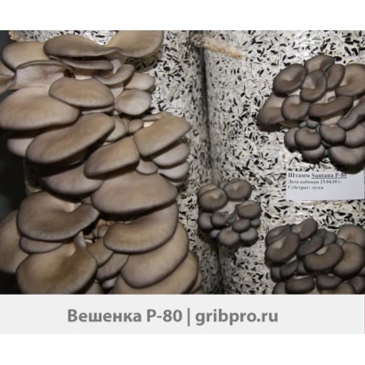 Вешенка P-80 на грибному субстраті - П 80