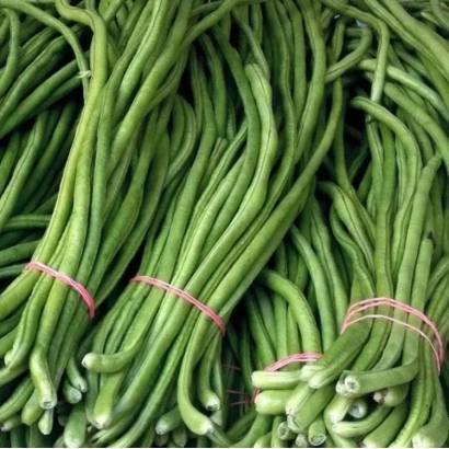 Свежие зеленые вигны, связанные в пучки розовой резинкой. - КИГАЧ