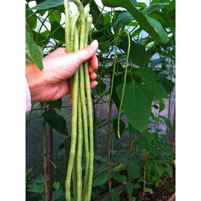 Рука держит свежие стручки вигны на фоне листьев - Майя