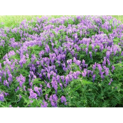 Поле с цветущей вика Глинковская