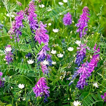 Цветущая вика (Vicia) на зелёном фоне - ЛЬГОВСКАЯ 22