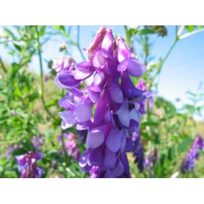 Квітучий клевер у полі, що зображує продукт Вика - Лебедина пісня