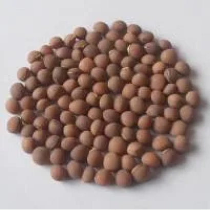 Крупный план семян вика на белом фоне - Озиряна