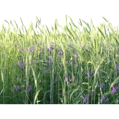 Field of flowering vetch and grasses - Poltavska 77