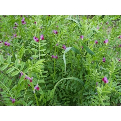 Vicia plant with purple flowers on green background - UZUNOVSKAYA 91