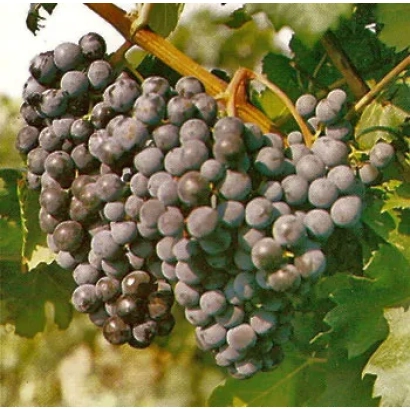 Созревший виноград сорта 40 лет Октября на лозе