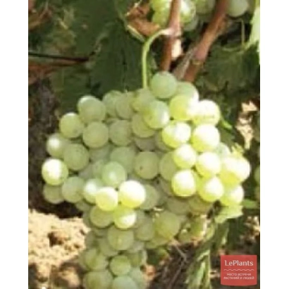 Созревший виноград сорта АГ-ИЗЮМ УРОЖАЙНЫЙ на лозе