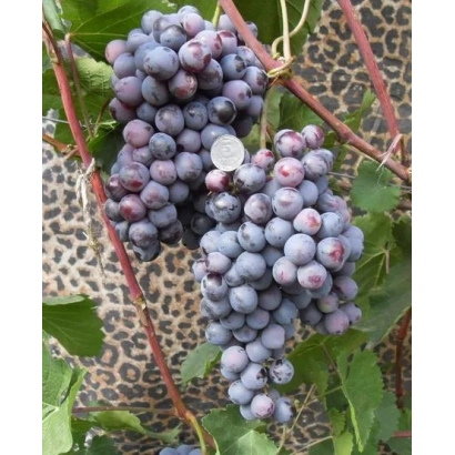 Созревающие грозди винограда на фоне леопардового принта - Агат Донской