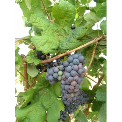 Созревающий виноград сорта Акseit Kara на лозе - АКСЕИТ КАРА