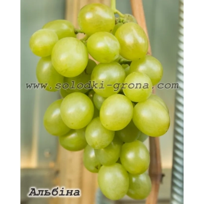 Виготовлений виноград сорту Альбіна на лозі