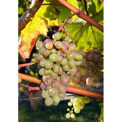 Созревающий виноград на лозе, подходящий для категории Виноград - АЛЬБУРЛА