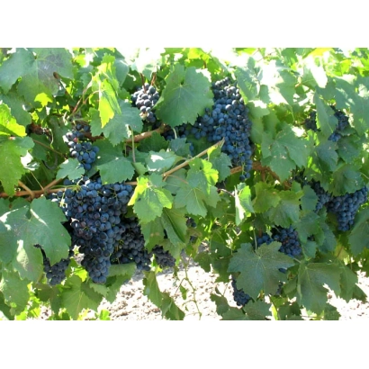 Кисти винограда на лозе - Алькор