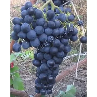 Ripe Alminsky grape cluster on vine