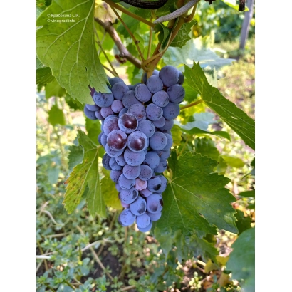 Созревающий виноград сорта Алеатико на лозе