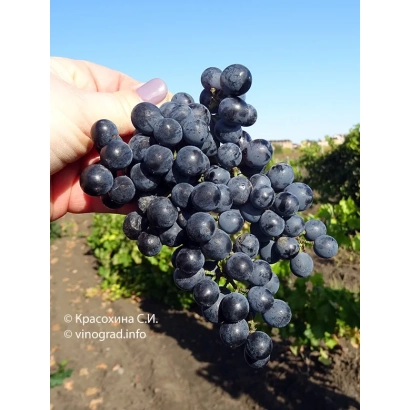 Сочная гроздь тёмно-синего винограда на фоне виноградника - АЛЕКСАНДРОУЛИ