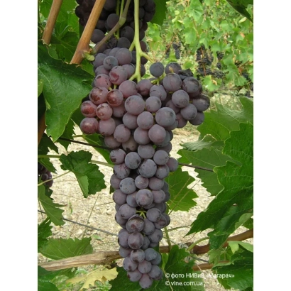 Созревший виноград Ялтинский бессемянный на лозе