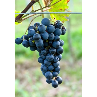 Amur grape variety on vine
