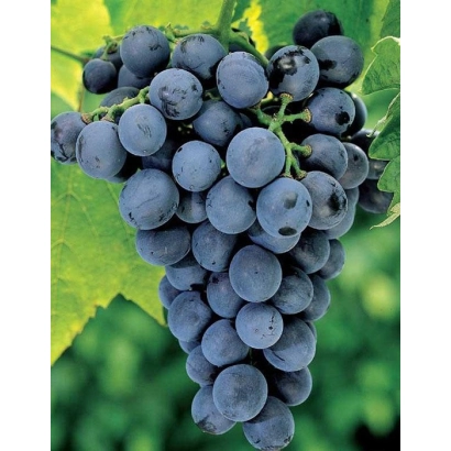 Крупный план темно-синих виноградин на фоне зеленых листьев - Амурский Прорыв