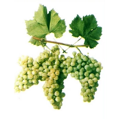 Сочные зеленые грозди винограда на ветке с листьями - Анапский Ранний