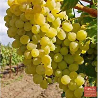 Созревающий виноград сорта Анапский Устойчивый на лозе