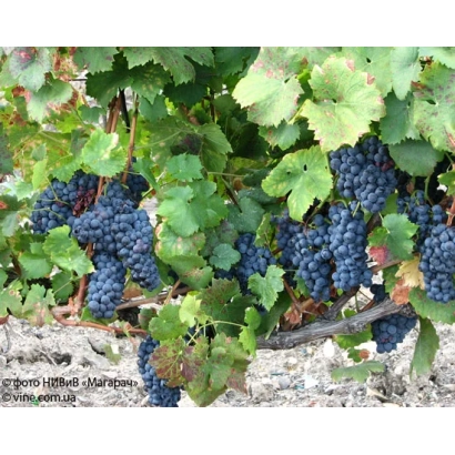 Курки винограду на лозі - АНАТЕЛИКОН