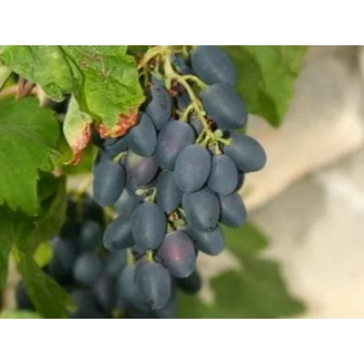 Виготовлений виноград Андріївський на лозі