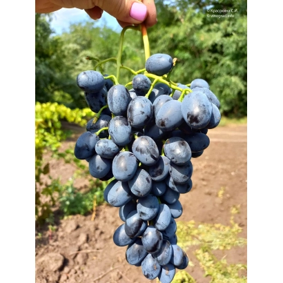 Виноград сорта Антрацит на лозе