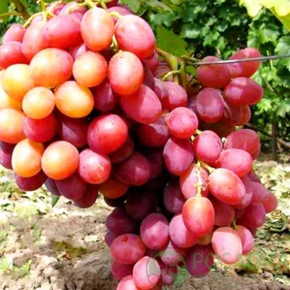 Ближній план грона винограду сорту Анюта на фоні виноградника