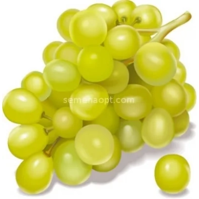 Illustration of green grapes without product name - ARTIN ZERVA