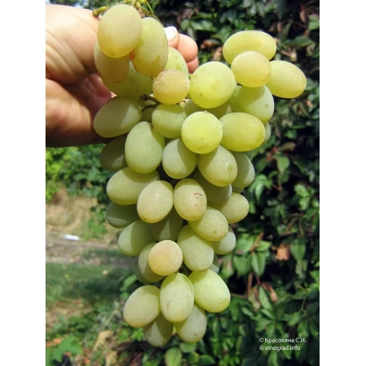 Виноград Августина на ветке, держимой рукой на фоне виноградника